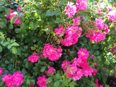 Maison à vendre 3 pièces de 50 m² à Le Perreux-sur-Marne